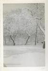 Snowy Trees